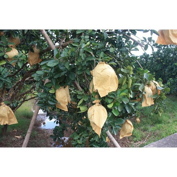 CHẤT LƯỢNG CAO BỌC BƯỞI TÚI VẢI HÀNG LOẠI 1 SÉT 50 TÚI 30x35cm túi giấy không thấm nước