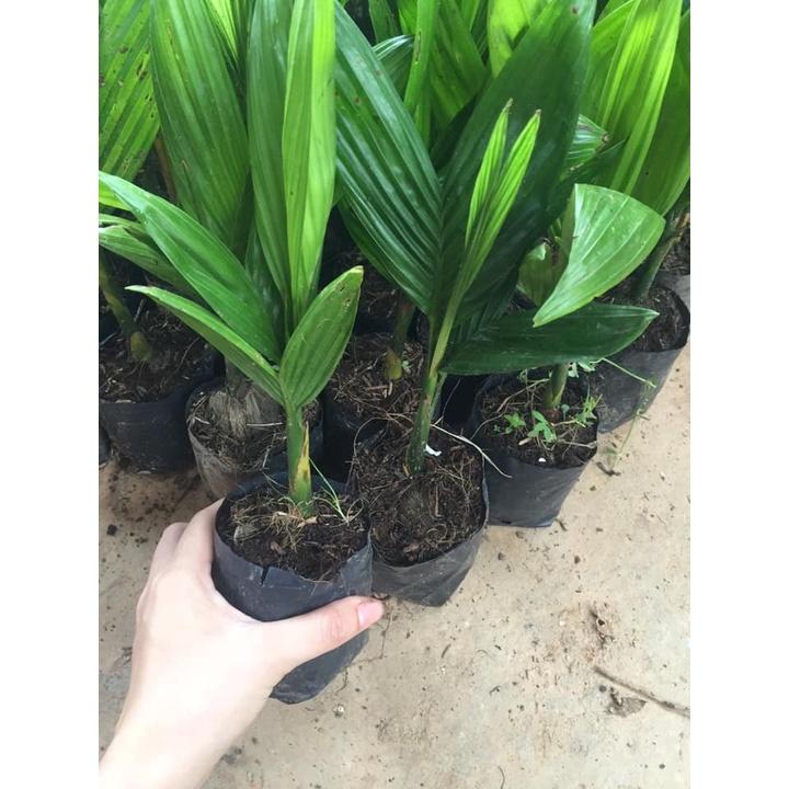 COMBO 10 CÂY GIỐNG CAU LÙN TỨ QUÝ
