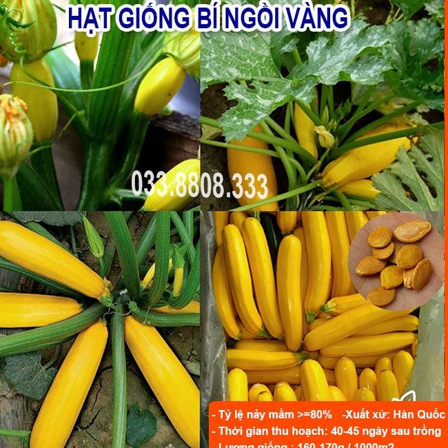 HẠT GIỐNG BÍ NGỒI VÀNG10 HẠT - BÍ TO ĐẸP DỄ TRỒNG