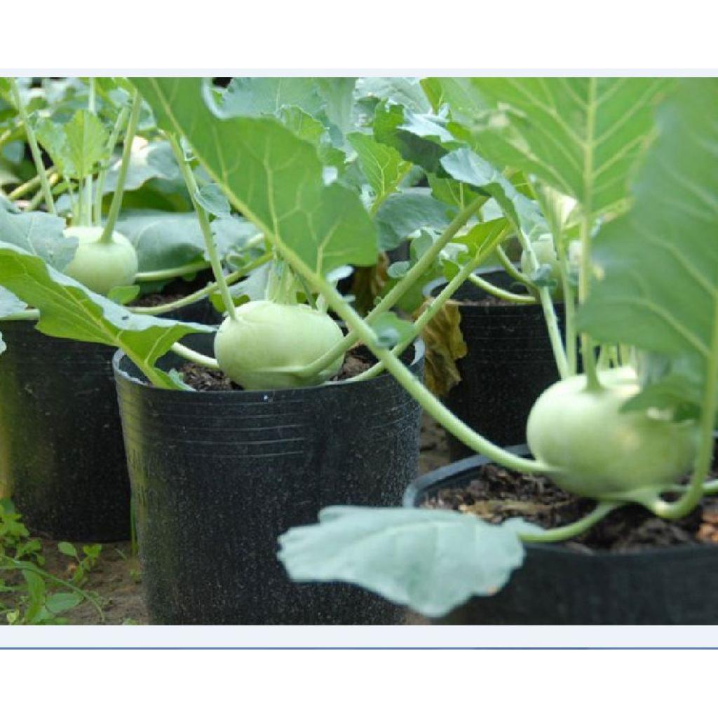 Hạt Giống Su Hào Xanh Chịu Nhiệt -