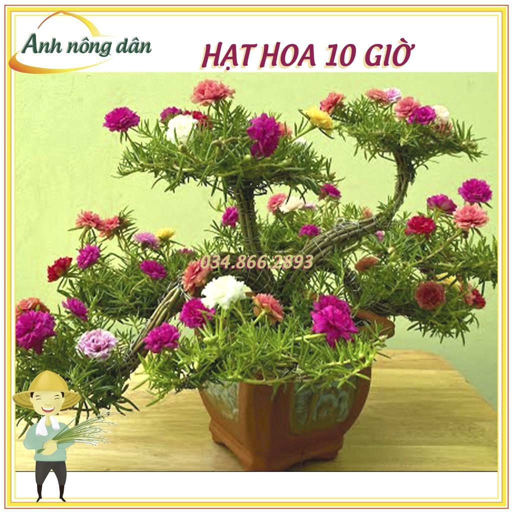 Gói Hạt giống hoa mười giờ mix nhiều màu, dễ trồng dễ chăm sóc