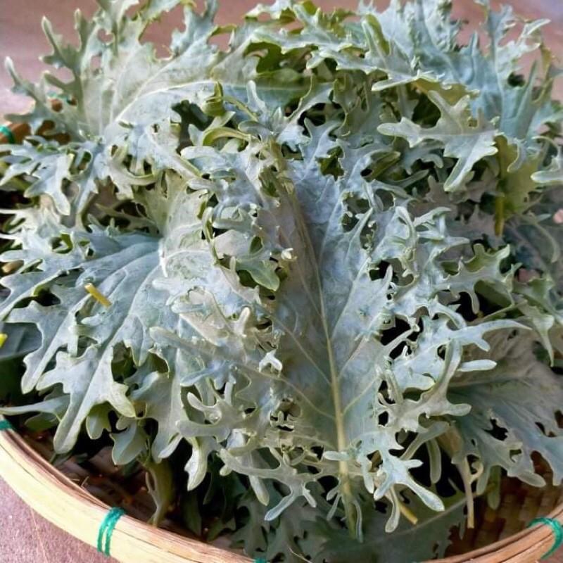 Hạt giống cải kale rong biển mỹ f1