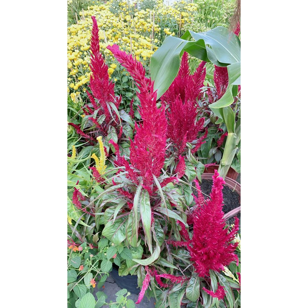 Mào Gà Đuôi Phụng