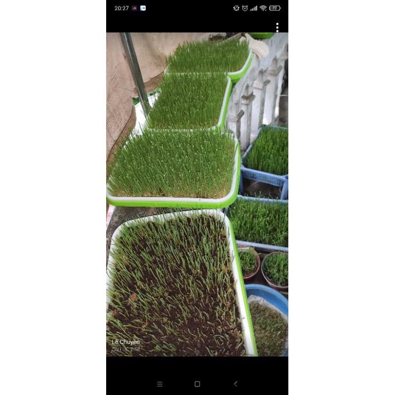Viên nén xơ dừa trồng rau mầm, cỏ lúa mì, ươm cây giống