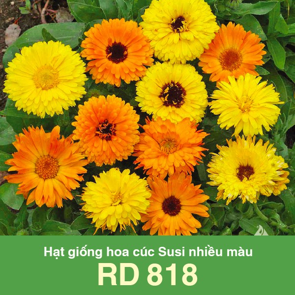 Hạt giống hoa cúc Susi nhiều màu Rạng Đông RD 818