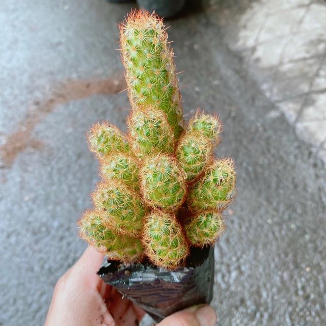 Xương Rồng Trụ