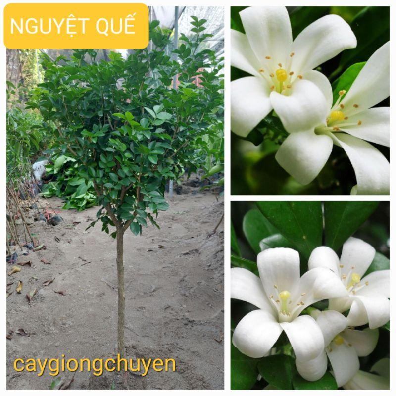 CÂY HOA NGUYỆT QUẾ THOÁT THÂN, CÂY CAO 1,2M