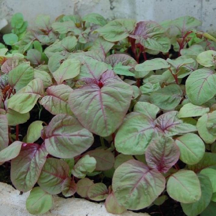 Combo 3 gói hạt giống rau dền khoang -gói 20gram- tặng kèm 1 gói phân bón-ABC