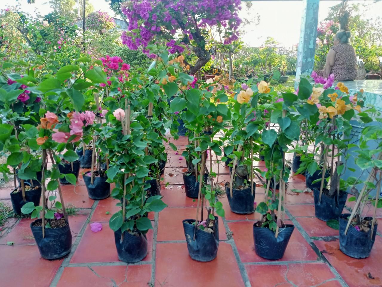 CÂY BÔNG GIẤY VIỆT ĐANG NỤ ĐANG HOA - giấy thường- cao 40cm hình thật