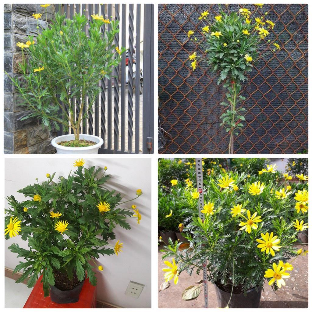 Combo 2 Gói Hạt giống hoa cúc thân gỗ - cúc trường thọ- gói 50 hạt