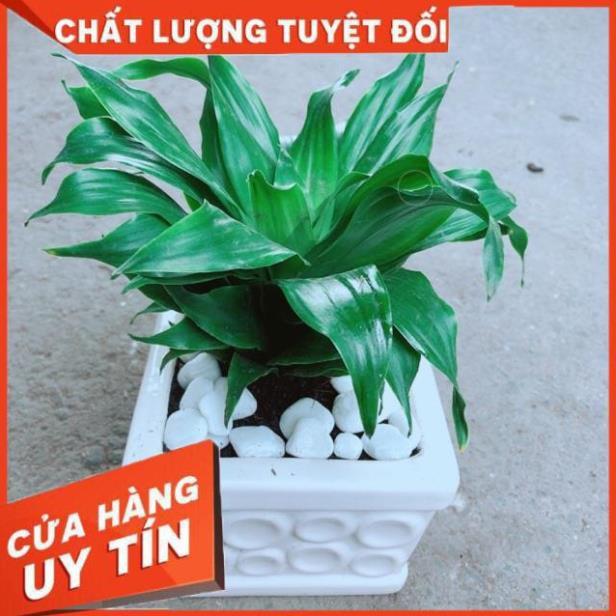 Chậu Cây Phát Tài