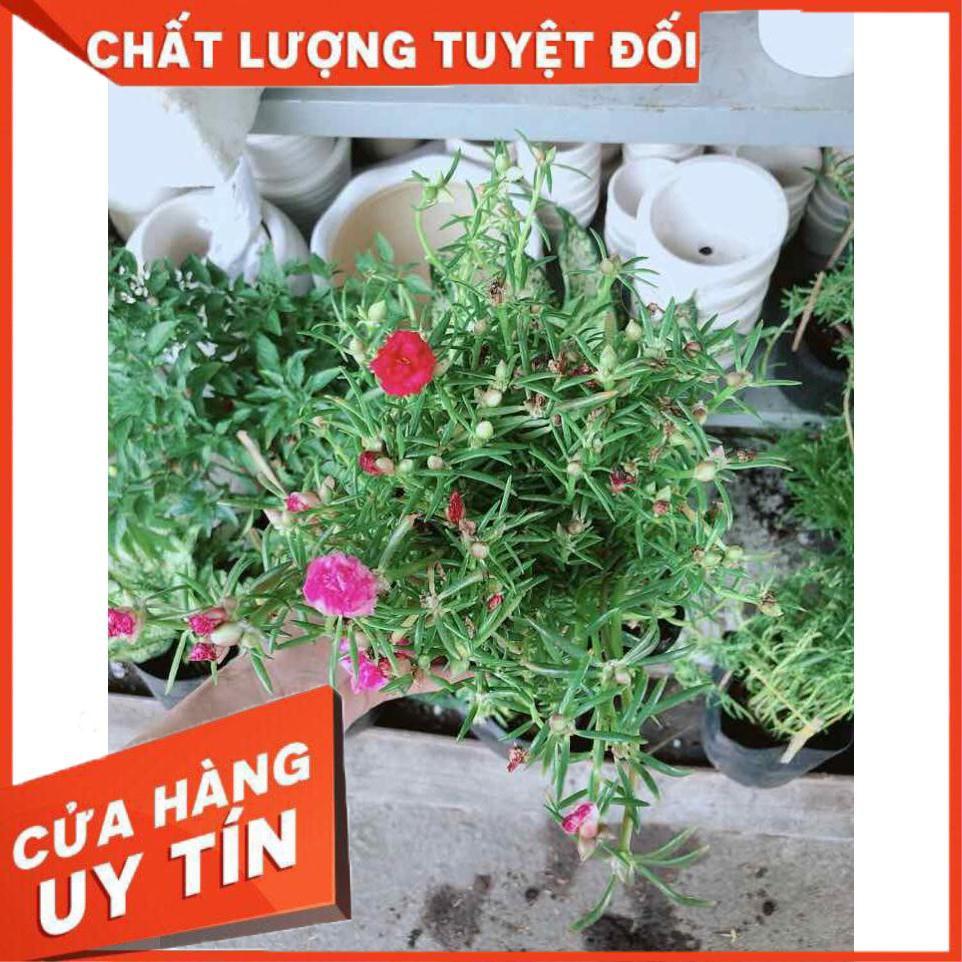 Hoa mười giờ mỹ Nhiều Người Mua