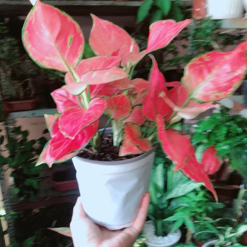 Vạn Lộc Hồng