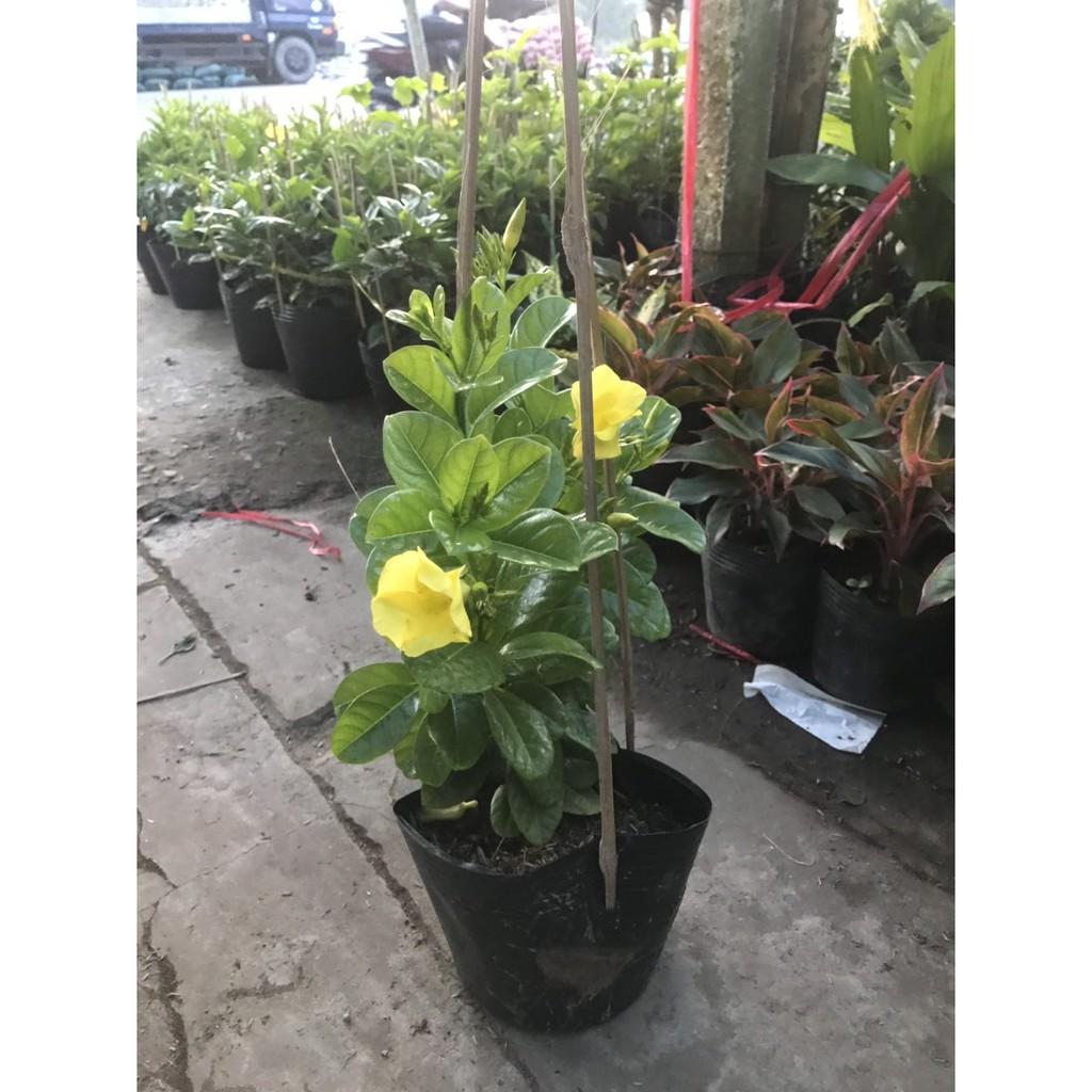 Cây Huỳnh Đệ - cây cảnh vườn + Tặng phân bón cho cây mau lớn