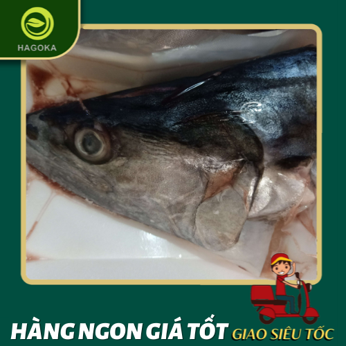 Cá bớp cắt khoanh HAGOKA từ biển Nam Du cá tươi