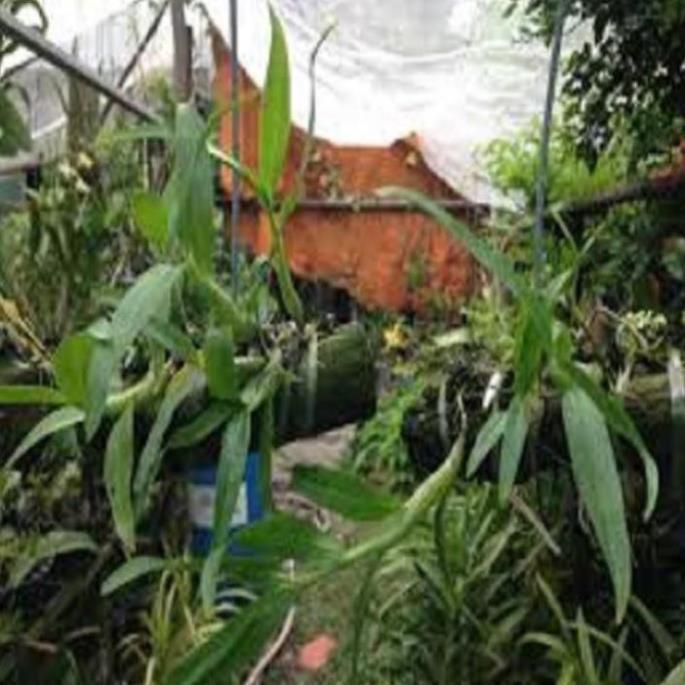 Hoa phong lan- hoàng thảo kèn