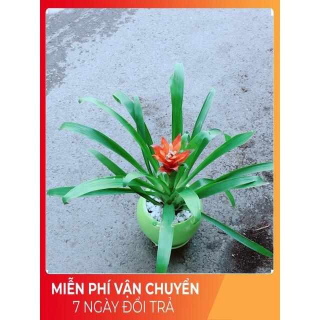 Chậu Phong Lộc Hoa