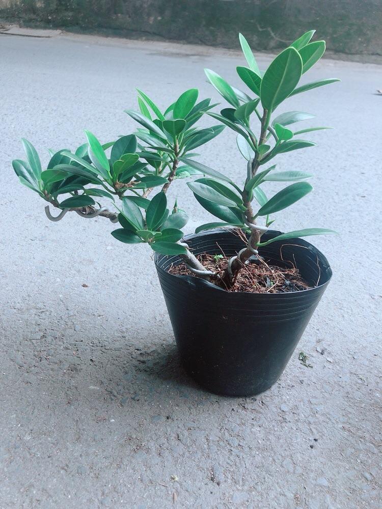 Cây Da Nhật Bonsai