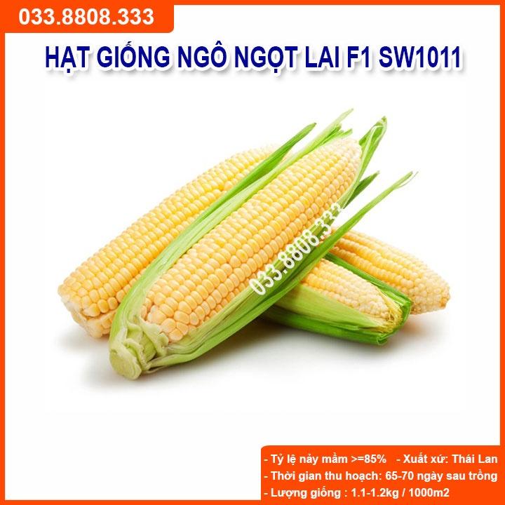 Hạt Giống Ngô Ngọt Việt Thái SW1011  -Bắp Ngô Siêu Năng Suất