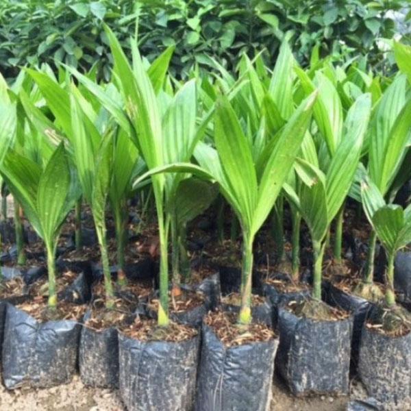 CÂY GIỐNG CAU TỨ QUÝ LÙN - GIỐNG CHUẨN