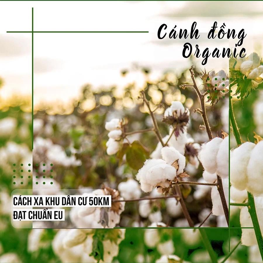 Bông Tẩy Trang 100% Cotton Ceiba Tree 120 miếng