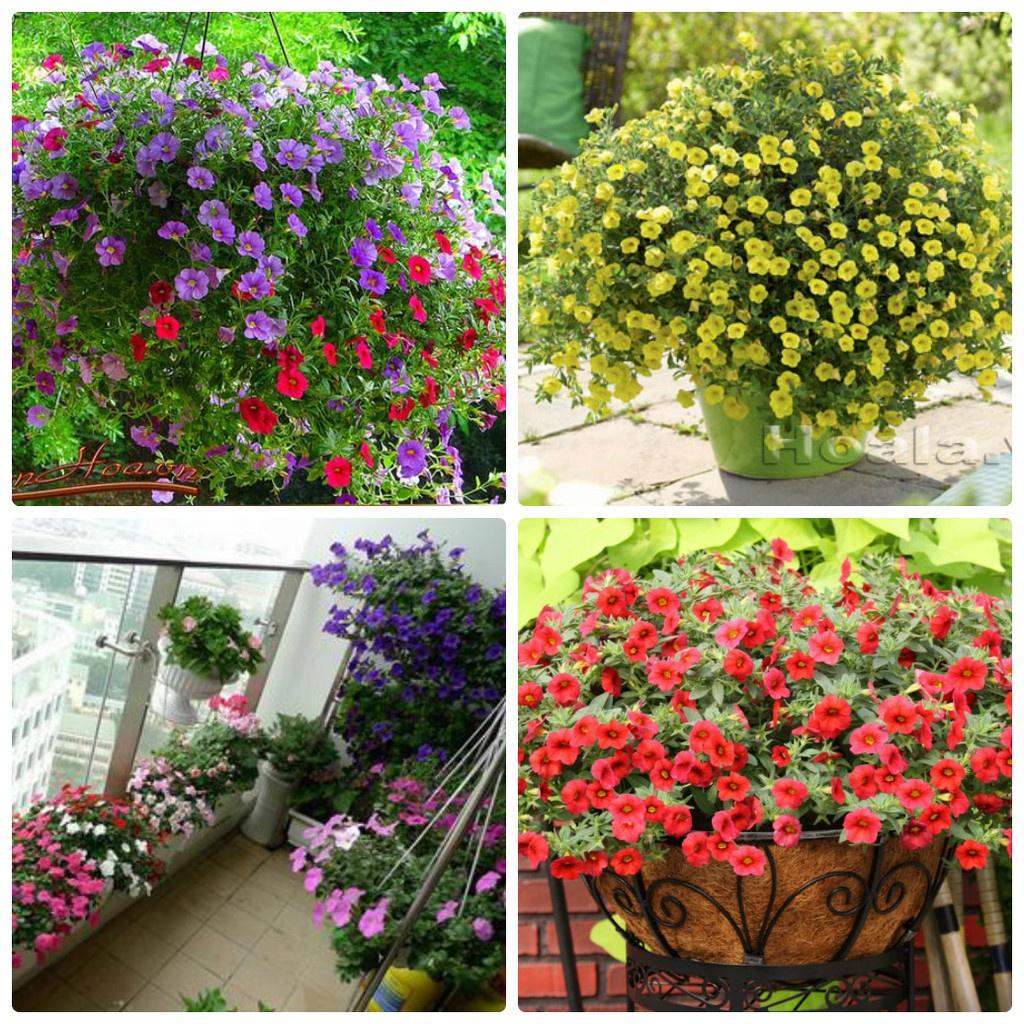 Combo 5 gói Hạt giống hoa triệu chuông mix màu - 1 gói 30 hạt