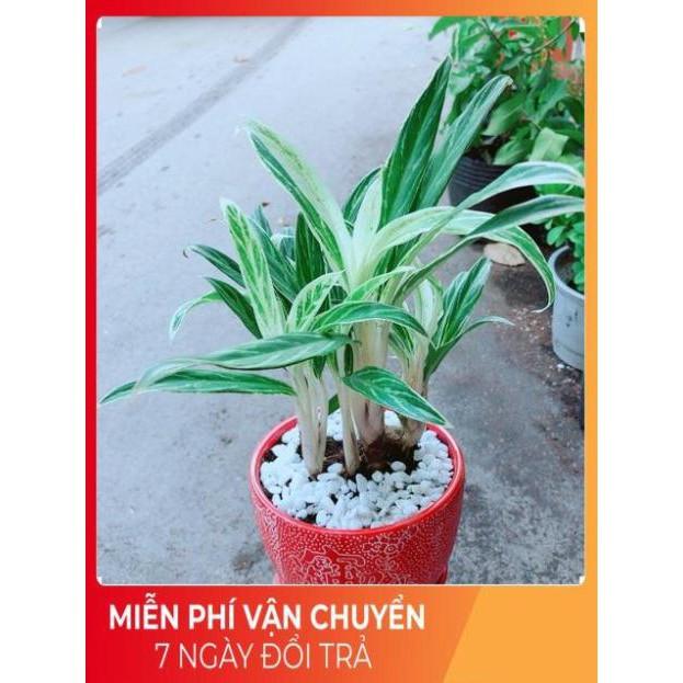 Chậu Cây Giữ Tiền