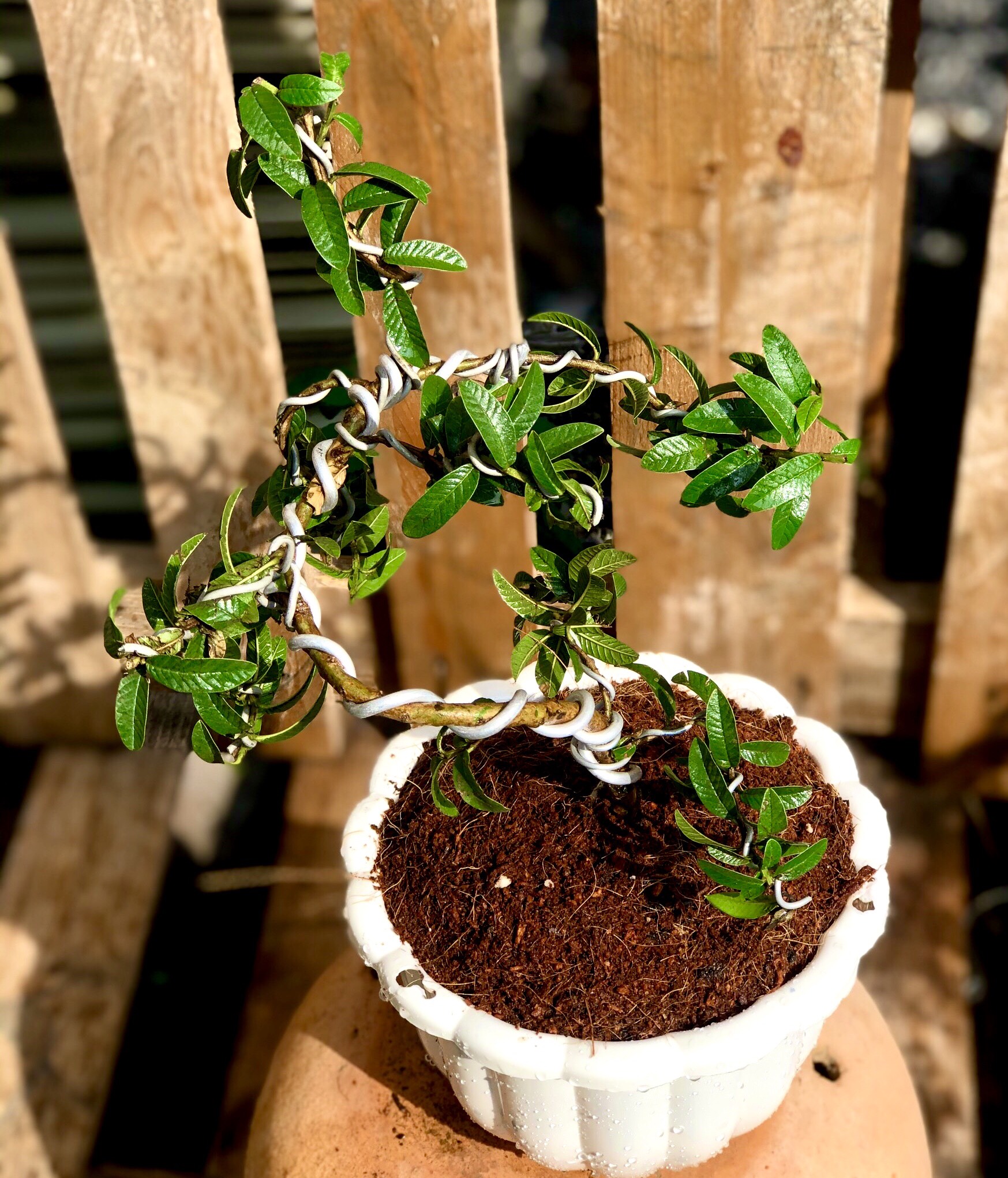 Cây ổi Hoàng Kim dáng bonsai