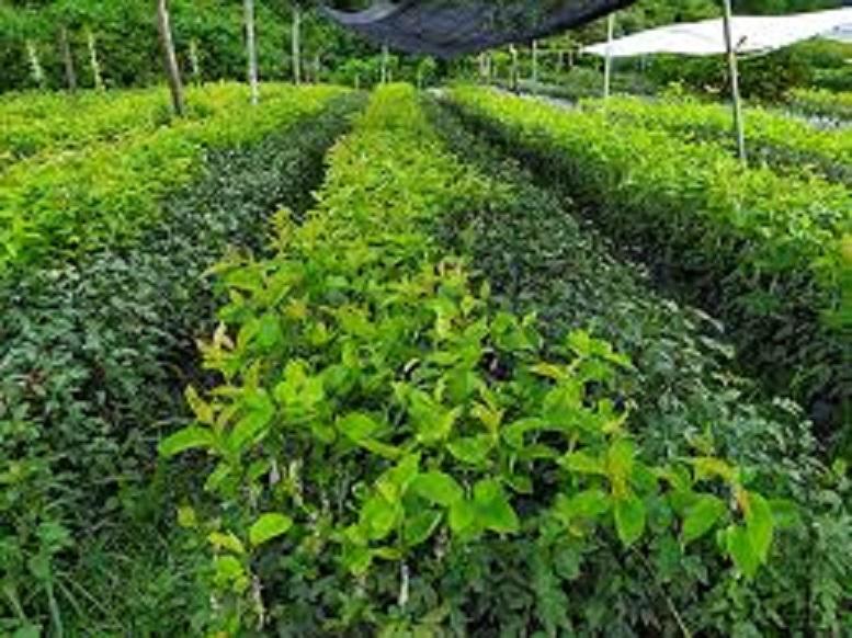 Cây giống Lê xanh