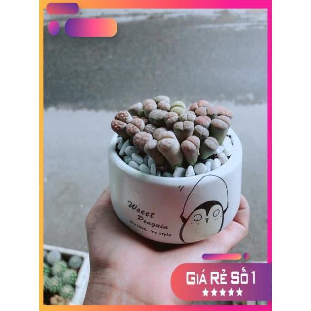 Chậu Cây Thạch Lan