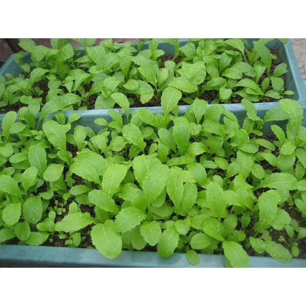 Hạt giống cải mơ đăm chân lùn 20gr