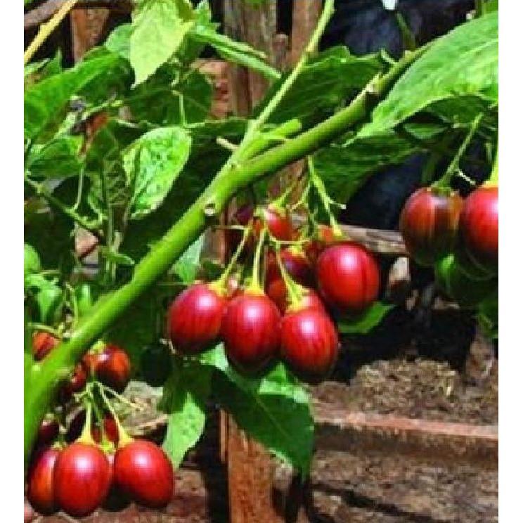 Hạt Giống Cà Chua Thân Gỗ Tamarillo 10 hạt/gói