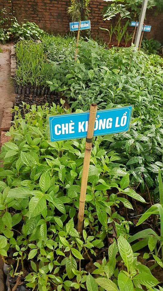 Combo 10 cây giống chè khổng lồ dùng chăn nuôi - Đơn hàng thanh toán trước tặng 2 cây cùng loại