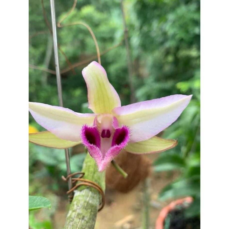 Kie Phi điệp 5 cánh xanh phú thọ hàng xổ số