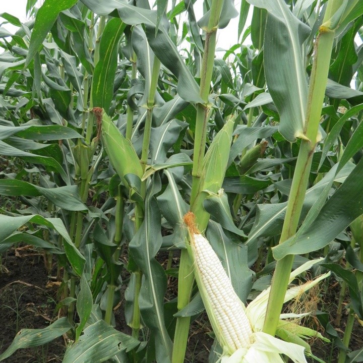 Hạt Giống Ngô Nếp Lai HN90 Đều Dẹp Thơm Tròn Hạt