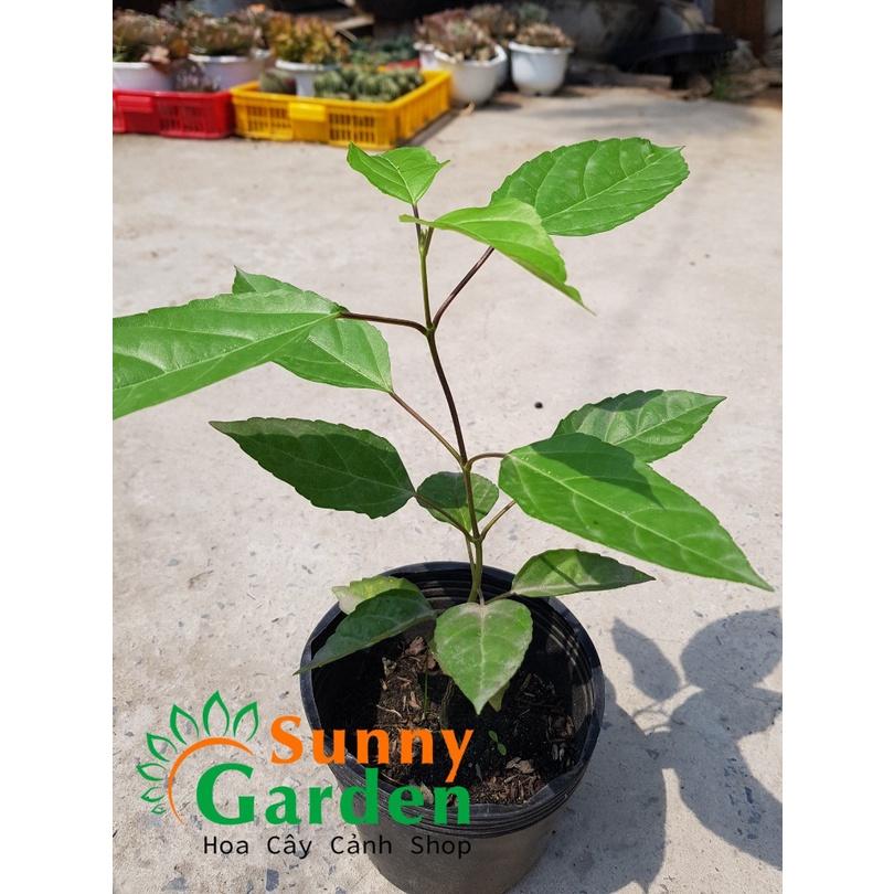 CHUẨN Cây Lá Cách, Cao 20-30cm - Chậu Rau