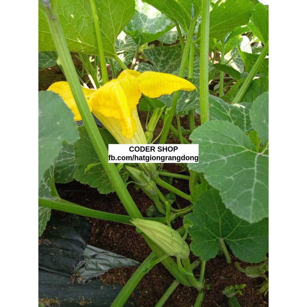 Hạt Giống Bí Nụ Rạng Đông 0.5Gram
