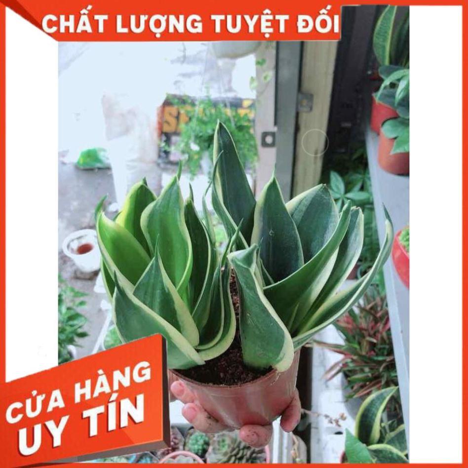 Lưỡi hổ thái búp sen Nhiều Người Mua