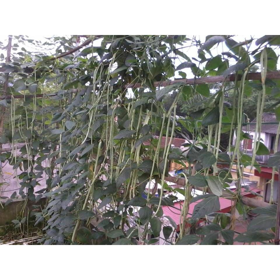 Hạt Giống Đậu Đũa - 10 Gram Hạt