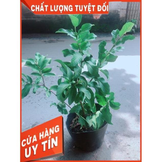 Cây Ổi Kiểng