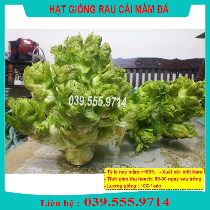Hạt Giống Rau Cải Mầm Đá