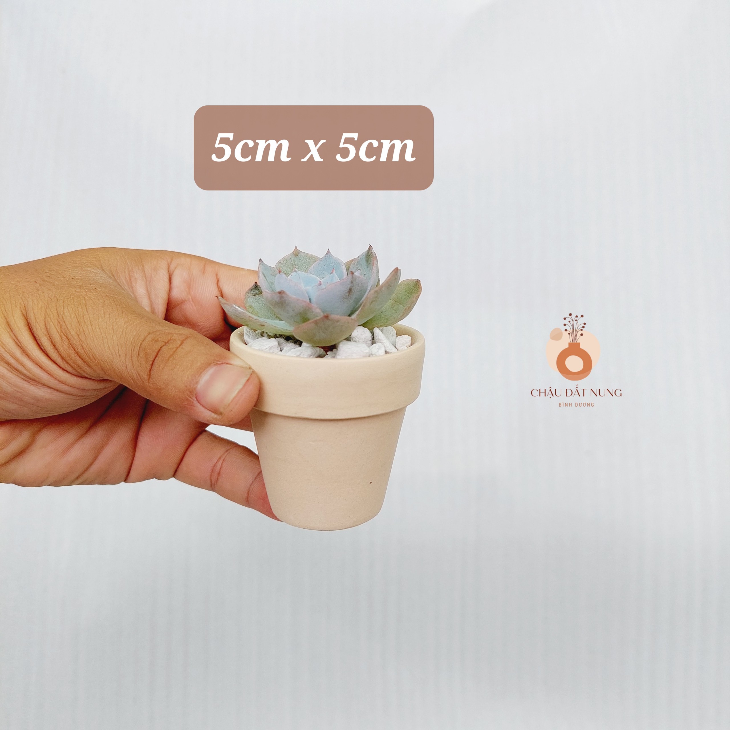 Chậu đất nung Bình Dương - Chậu ly có gờ 55, miệng chậu 5cm, chiều cao 5cm