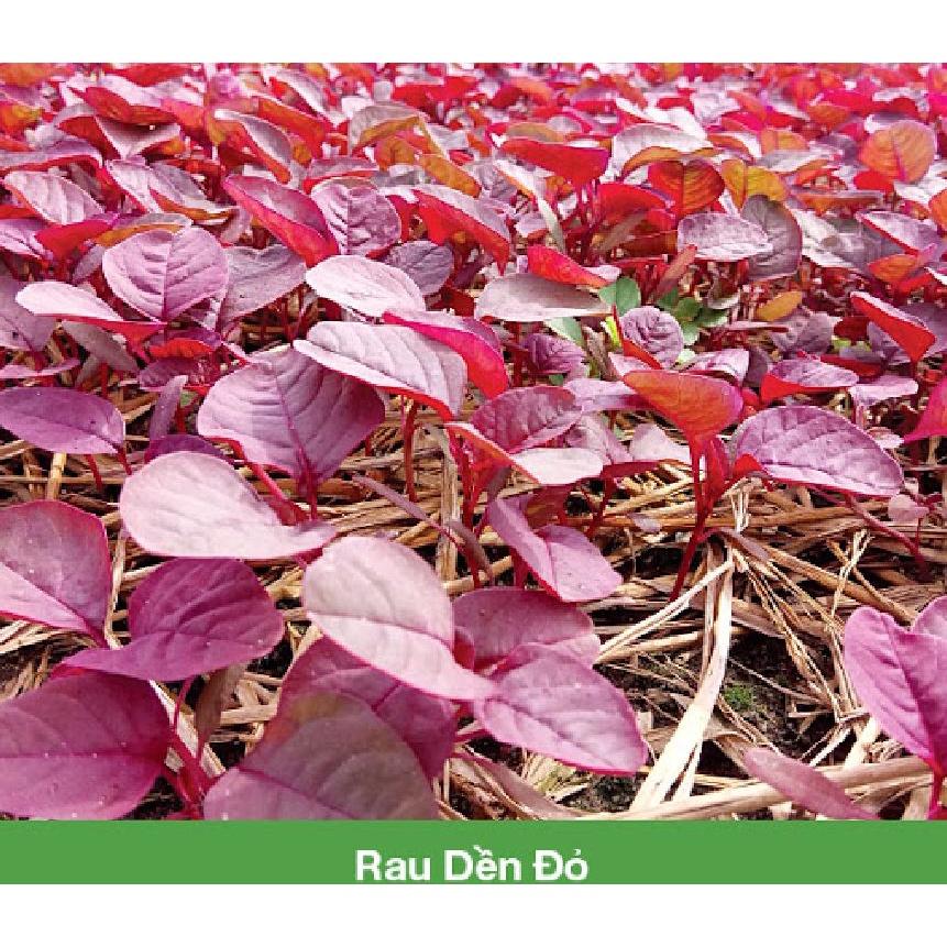 Hạt giống rau dền đỏ cao sản KNS3245 - Gói 20gram