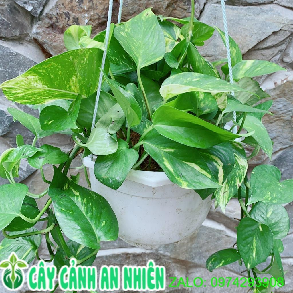 Chậu Cây Trầu Bà Thái Xanh