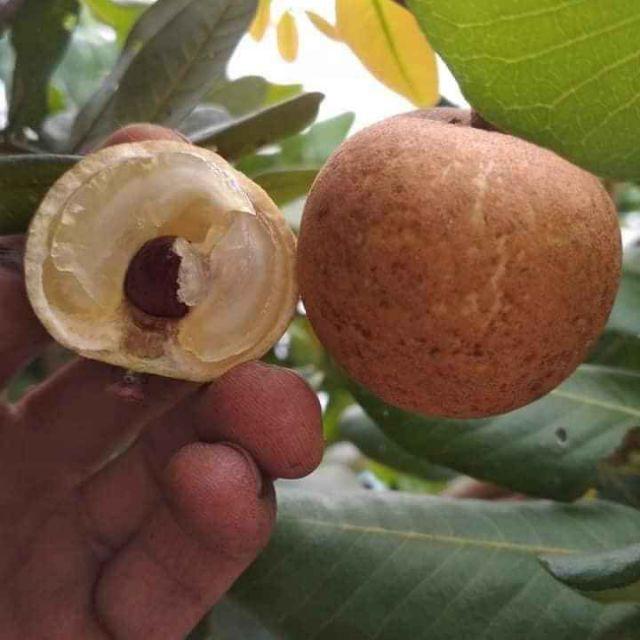 Cây giống NHÃN KHÔNG HẠT THÁI LAN- Cây giống chuẩn F1