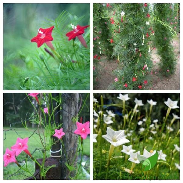 Combo 3 gói hạt giống hoa leo dàn tóc tiên -tặng kèm 1 gói kích thích nảy mầm