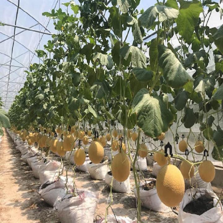 100 Hạt Dưa Lưới Vàng