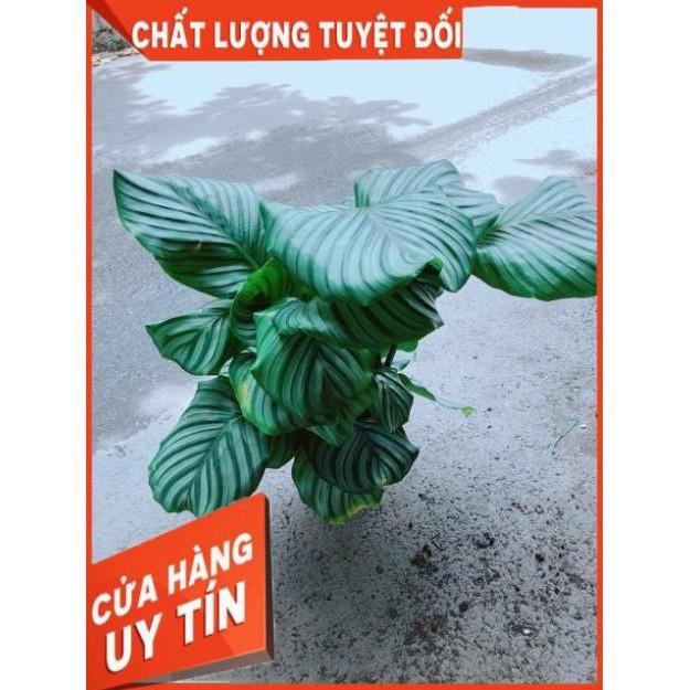 Đuôi Công Táo Xanh