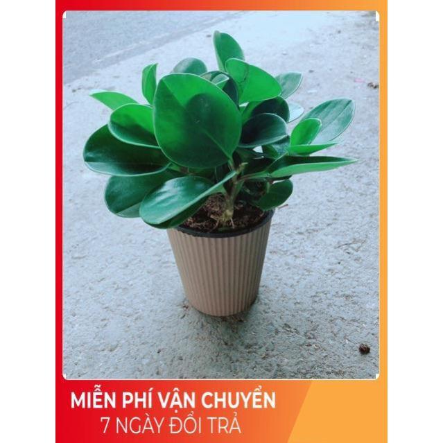 Cây Trường Sinh Kèm Chậu Tự Tưới