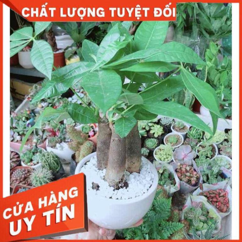 Chậu Kim Ngân 3 Thân Nhiều Người Mua